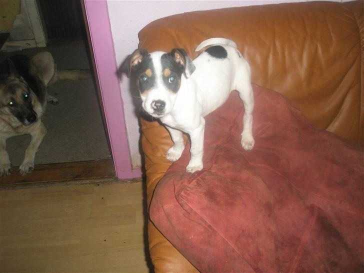 Dansk svensk gaardhund liva billede 6