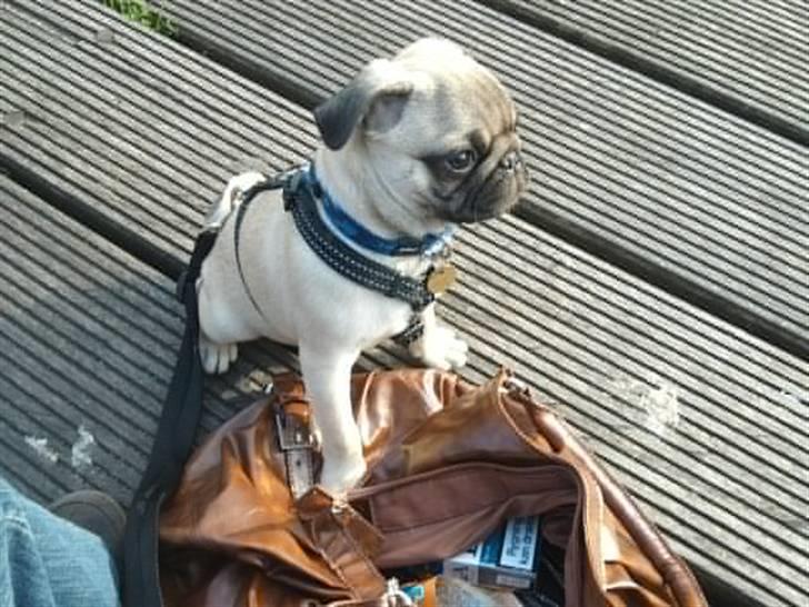 Mops Joey - Joey ser en and for første gang - så holder man sig tæt til sin mor billede 12