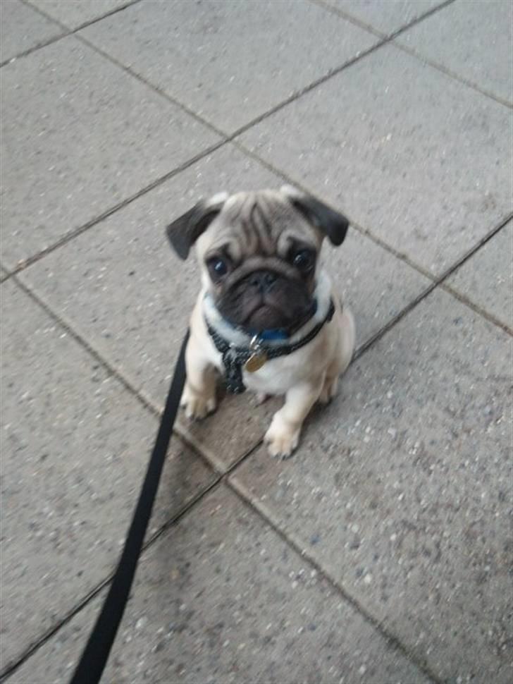 Mops Joey - Joey på Nyborg station billede 13