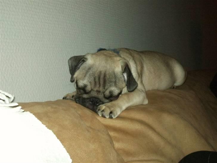 Mops Joey - joey på hans ynglings sted.. sofaens ryglæn :) billede 14