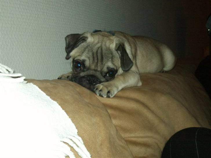 Mops Joey - Moaaar .. jeg er altså træt og vil sove.. ik fler´ billeder nu  billede 15