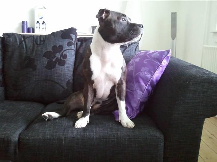 Staffordshire bull terrier Staff Royals Good Chanel billede 2
