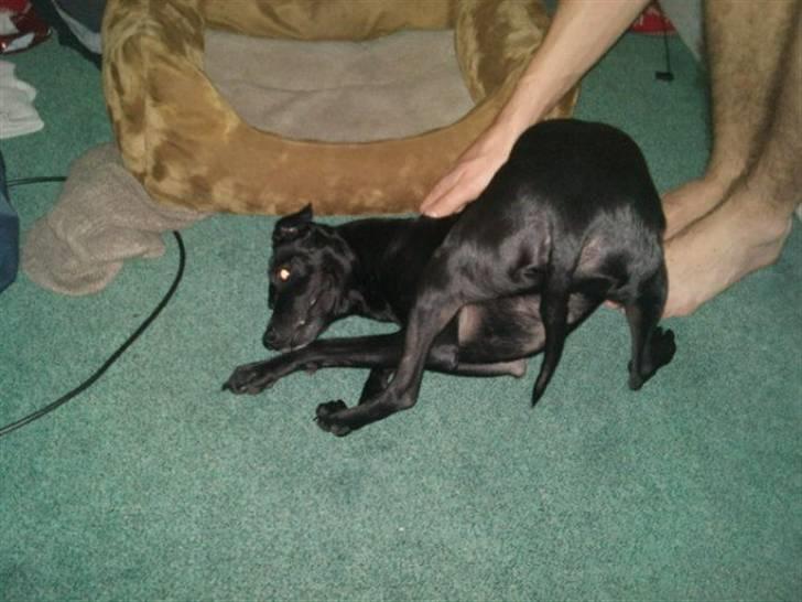 Manchester terrier Vaks billede 12