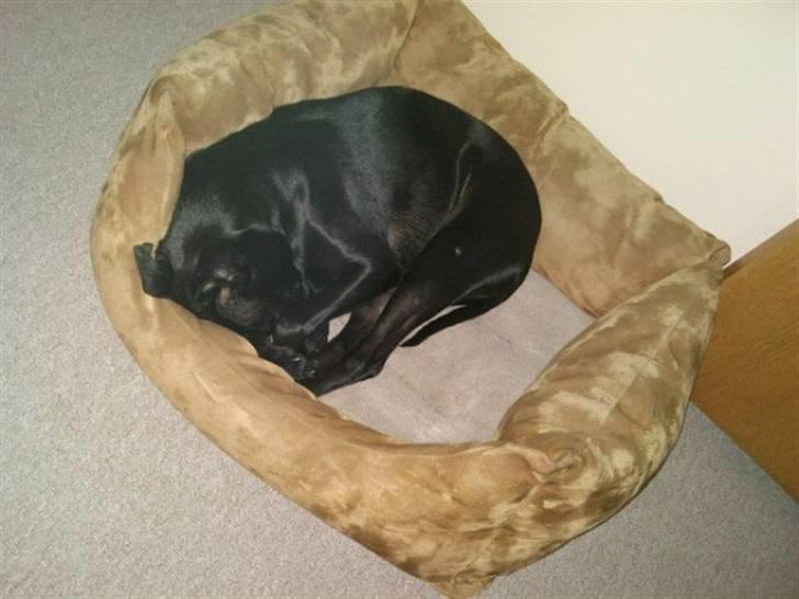 Manchester terrier Vaks billede 13