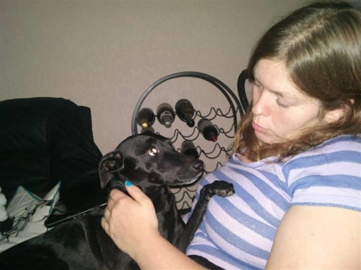 Manchester terrier Vaks billede 14