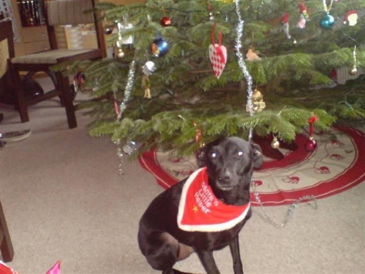 Manchester terrier Vaks billede 15