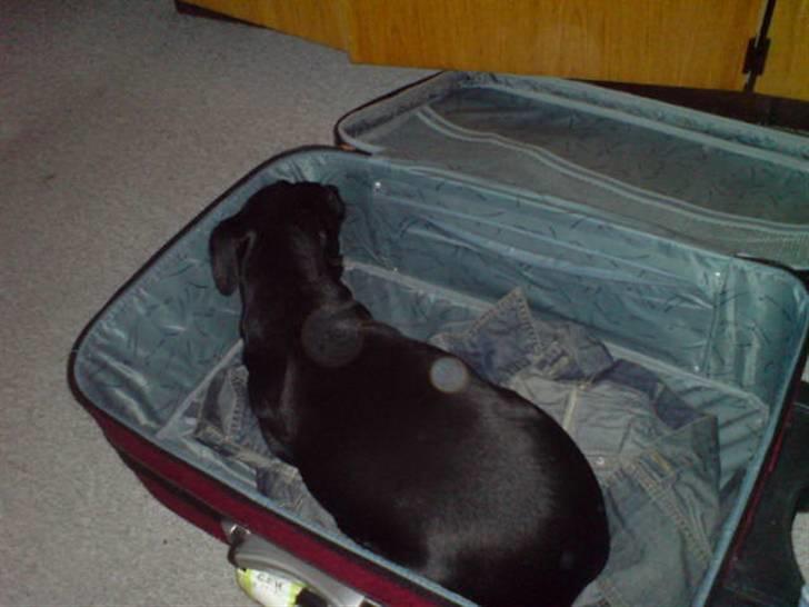 Manchester terrier Vaks billede 16