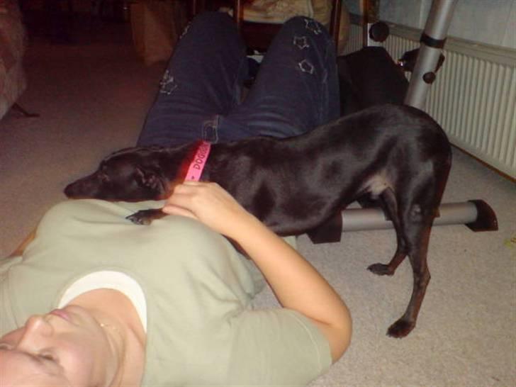 Manchester terrier Vaks billede 17