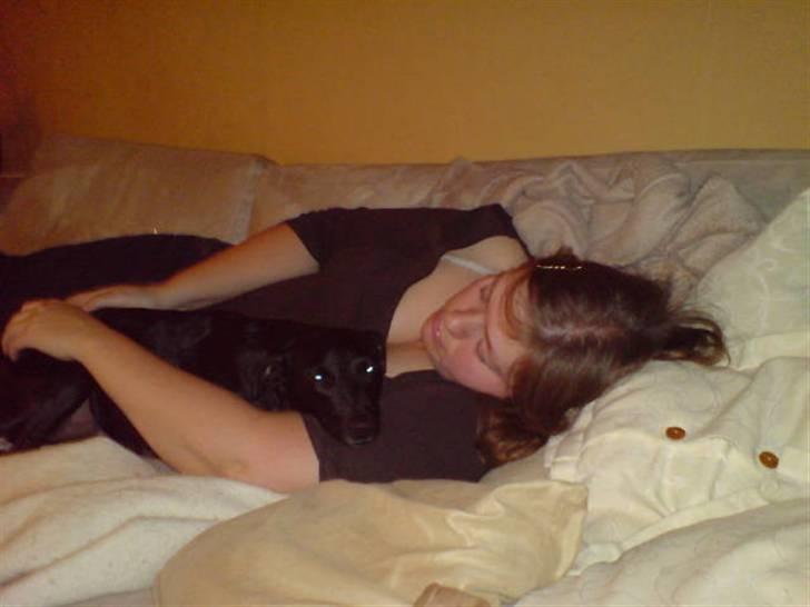 Manchester terrier Vaks billede 18