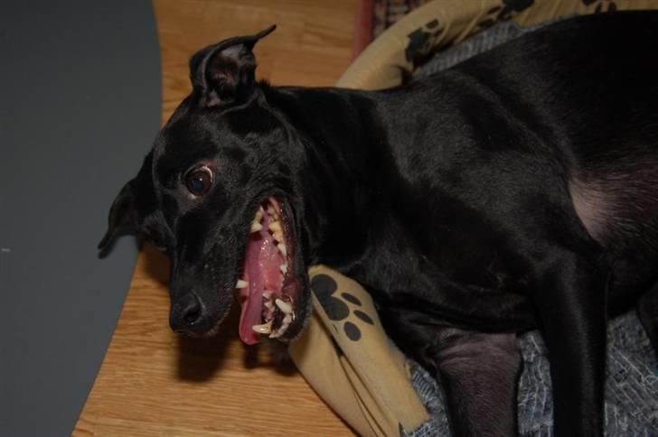 Manchester terrier Vaks billede 19