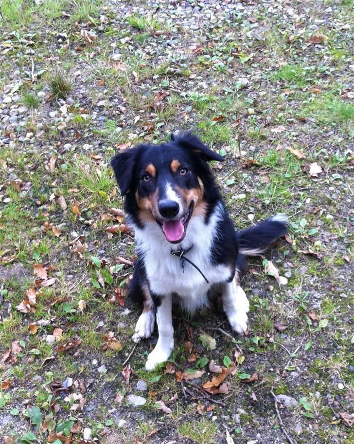 Border collie Boss billede 1