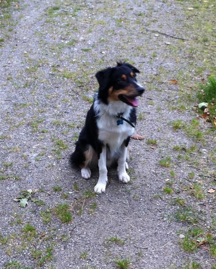 Border collie Boss billede 2
