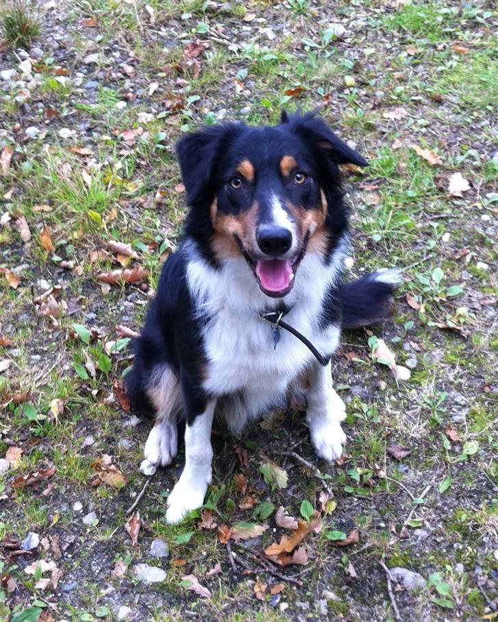 Border collie Boss billede 3