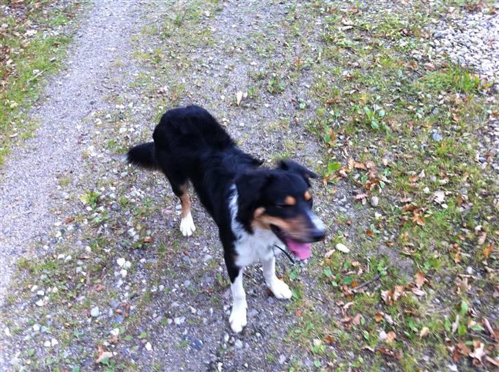 Border collie Boss billede 4