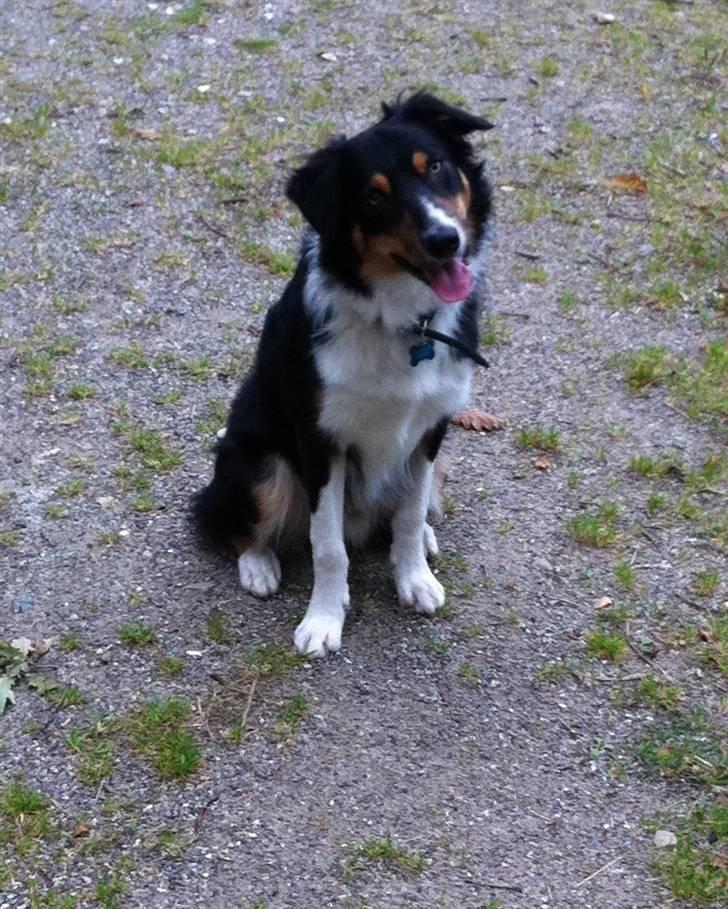 Border collie Boss - Nysgerig! billede 5
