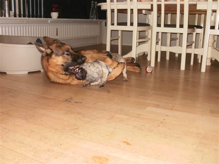 Schæferhund Slotten´s Ufo billede 1