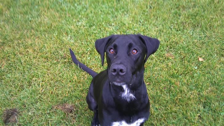 Blanding af racer Mojo 12/3-10 - *21/5-2011* billede 9