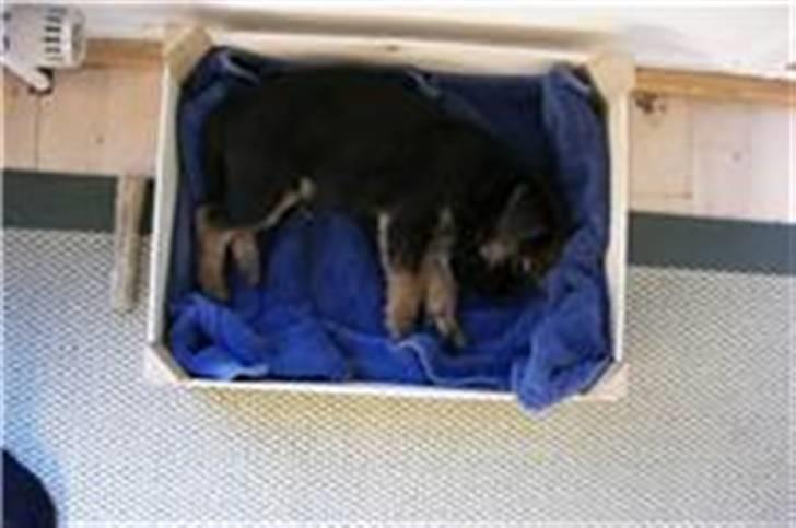 Border terrier Anton billede 6