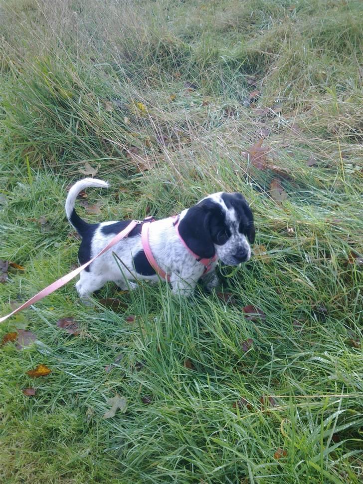 Blanding af racer Tika - Hendes første rigtige gå tur billede 10