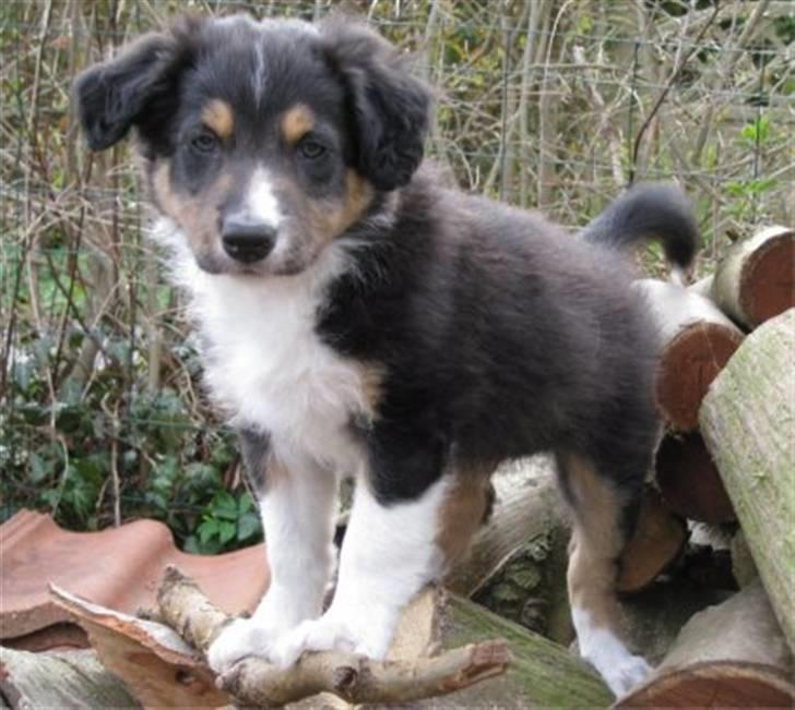 Border collie Boss - Her Boss 51 dage gammel billede 6