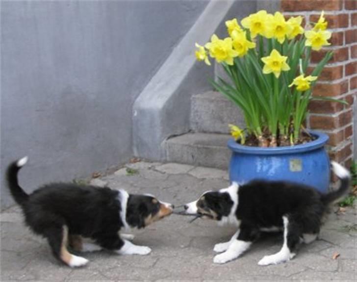Border collie Boss - Det er Boss til venstre billede 7
