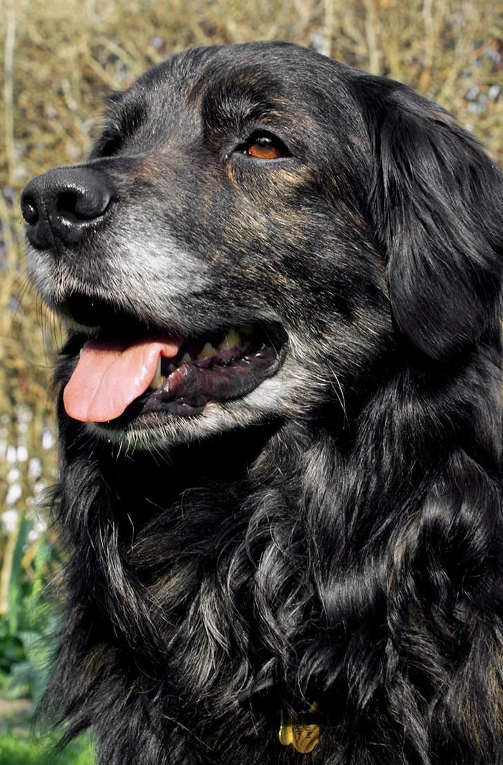 Blanding af racer Balto - Balto - April 2011 billede 26