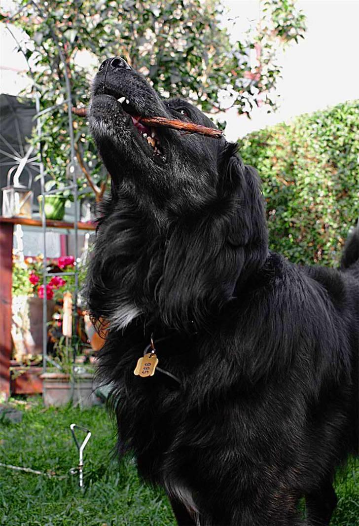 Blanding af racer Balto - Balto - sommer 2009.  billede 29