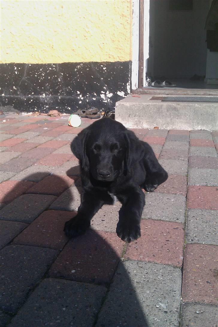 Blanding af racer Leo billede 12