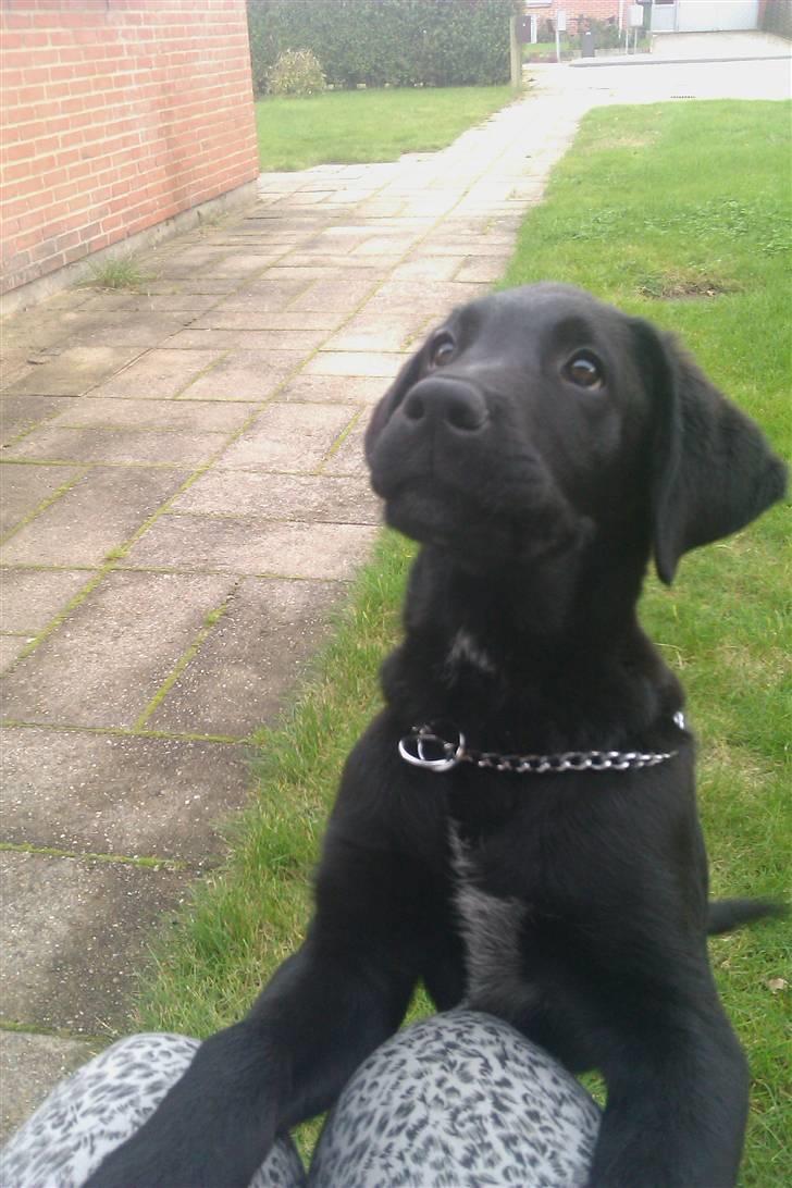 Blanding af racer Leo billede 15