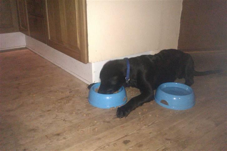 Blanding af racer Leo billede 16