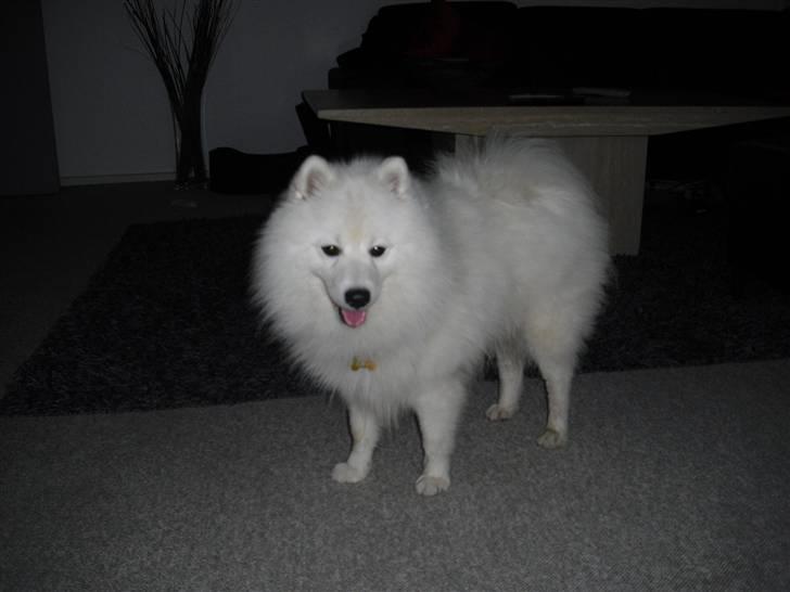 Japansk spids Benzo billede 1