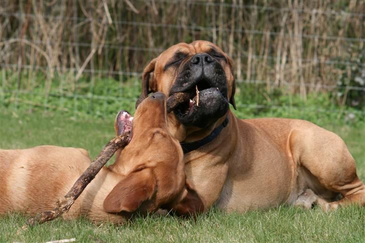 Bullmastiff Brak's On Slow Track - onslow og diva billede 8