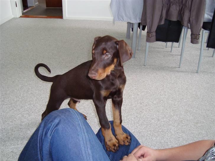 Dobermann Kejser *R.I.P* billede 2