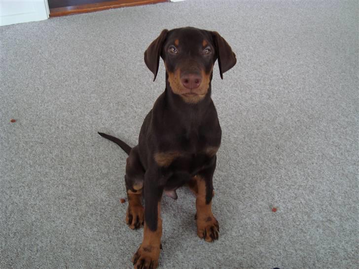 Dobermann Kejser *R.I.P* - Kejser der sidder pænt , første dag vi fik ham :) .. billede 3