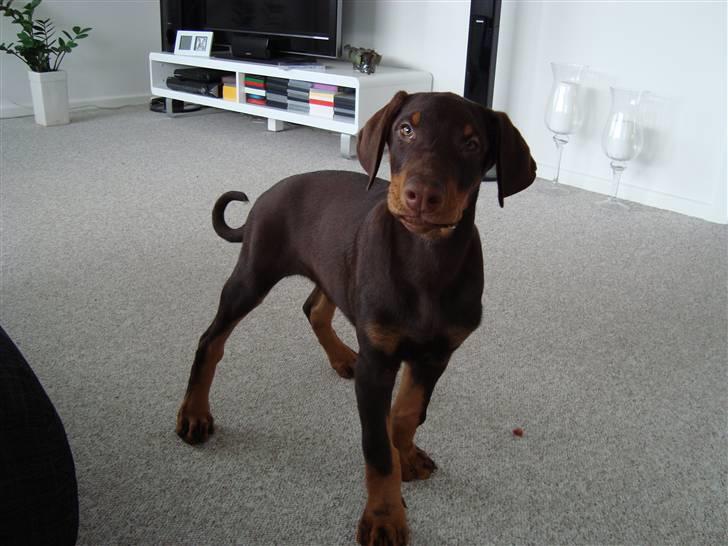 Dobermann Kejser *R.I.P* billede 4