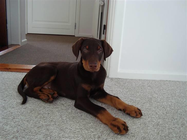 Dobermann Kejser *R.I.P* billede 5
