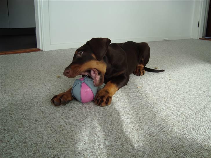 Dobermann Kejser *R.I.P* - Kejser med sin nye bold :D .. billede 6