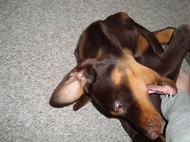 Dobermann Kejser *R.I.P* billede 8