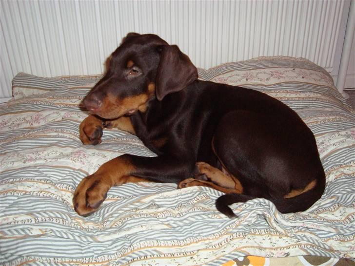 Dobermann Kejser *R.I.P* billede 9