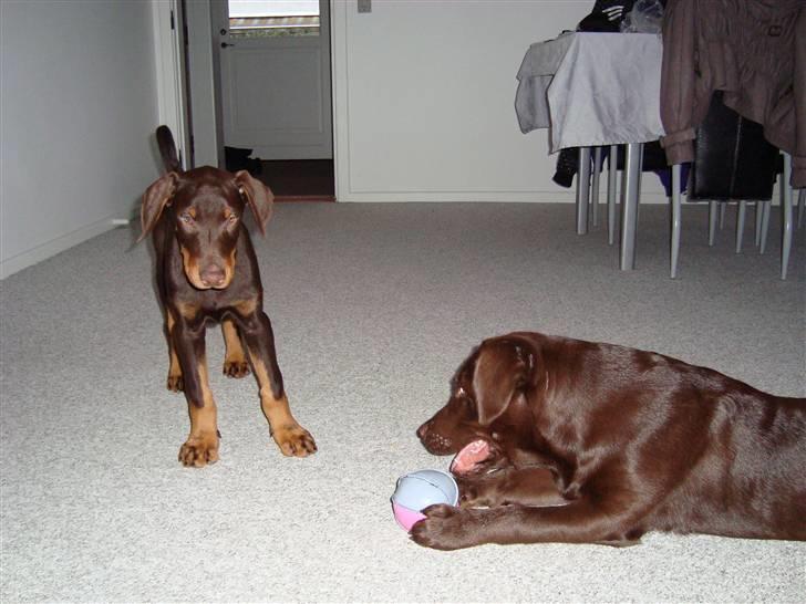 Dobermann Kejser *R.I.P* - Kejser med sin gamle legekammerat Arnold . billede 10