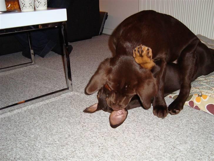 Dobermann Kejser *R.I.P* billede 11