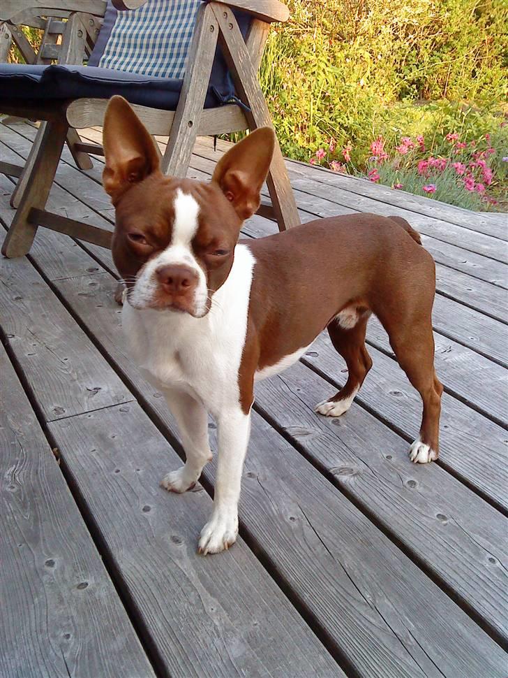 Boston terrier Sir Chester - <3 billede 1