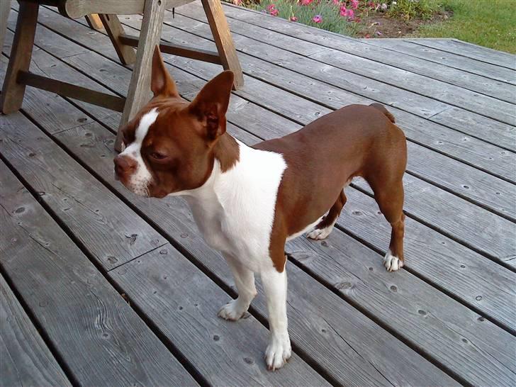 Boston terrier Sir Chester billede 2