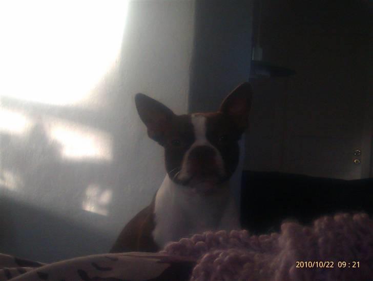 Boston terrier Sir Chester billede 9