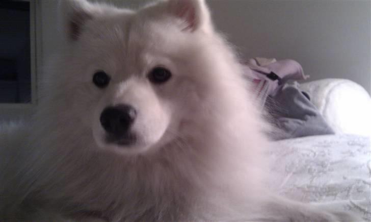 Japansk spids Benzo billede 2