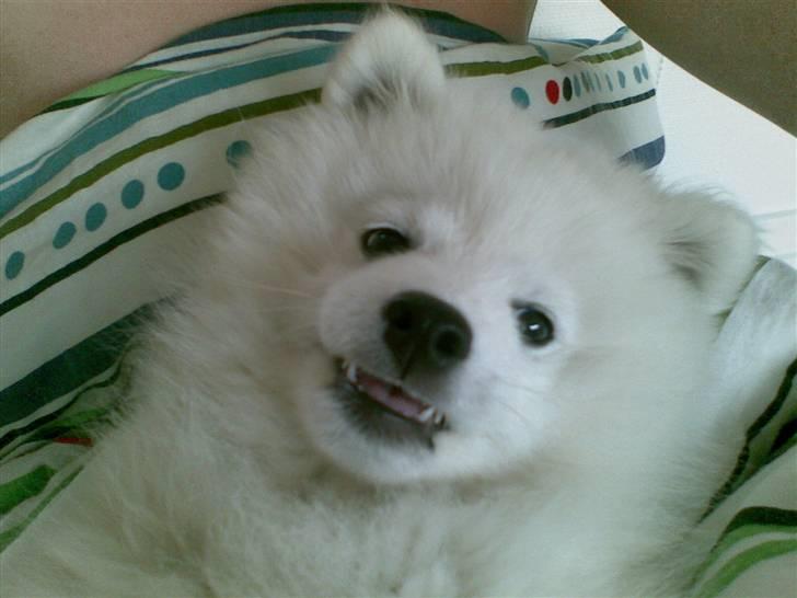 Japansk spids Benzo billede 3