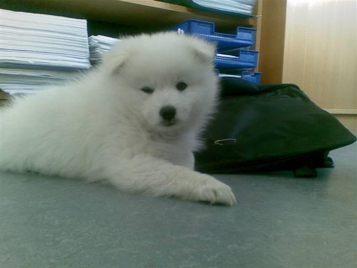 Japansk spids Benzo billede 4