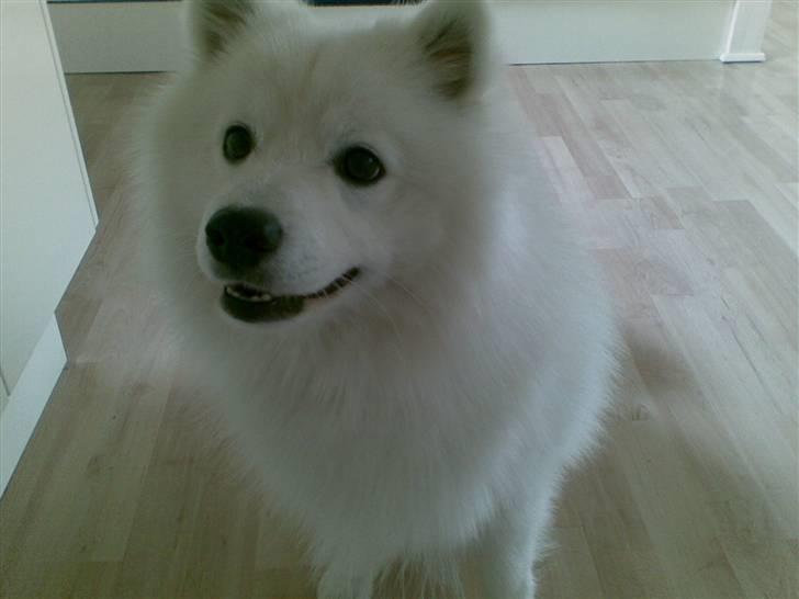 Japansk spids Benzo billede 5