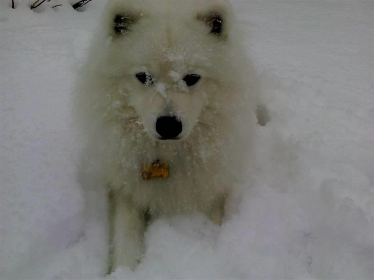 Japansk spids Benzo billede 6