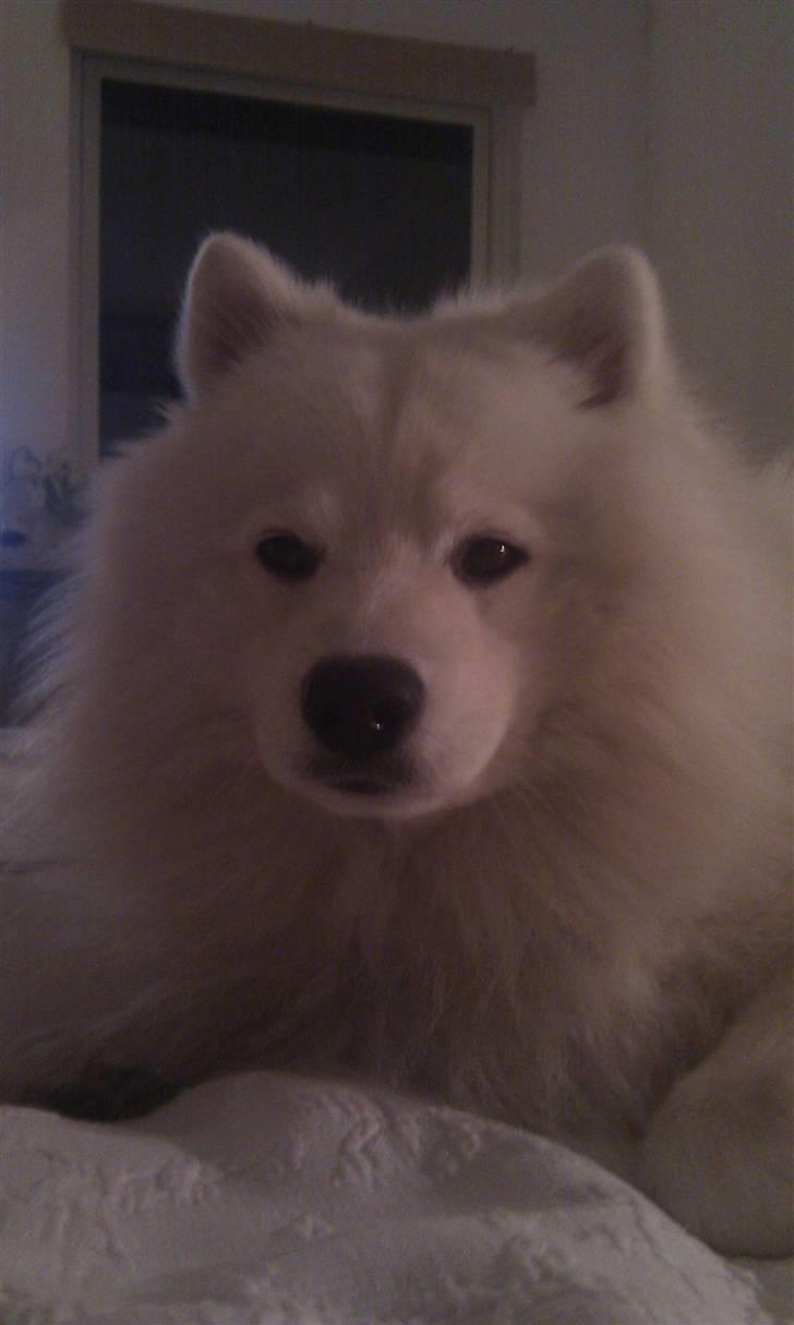 Japansk spids Benzo billede 7